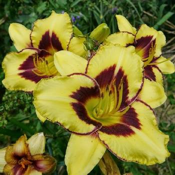 Лилейник Hemerocallis ‘El Desperado’